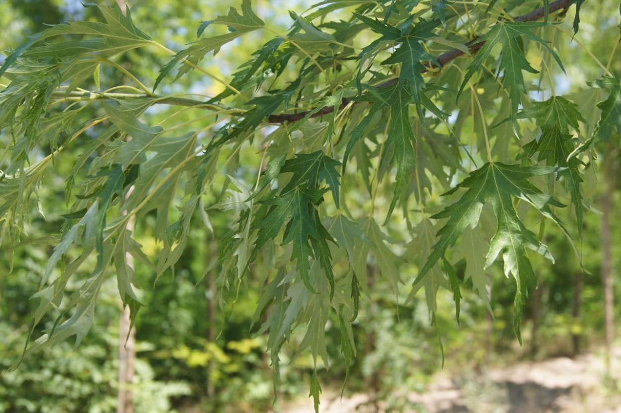 Acer platanoides laciniatum