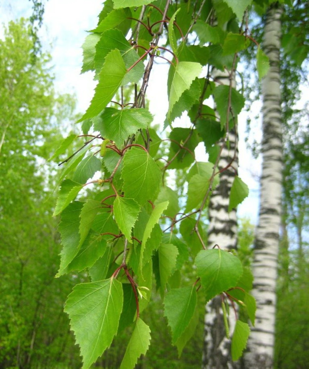 Листья на белом фоне