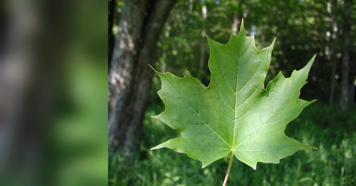 Шелковица рассеченнолистная