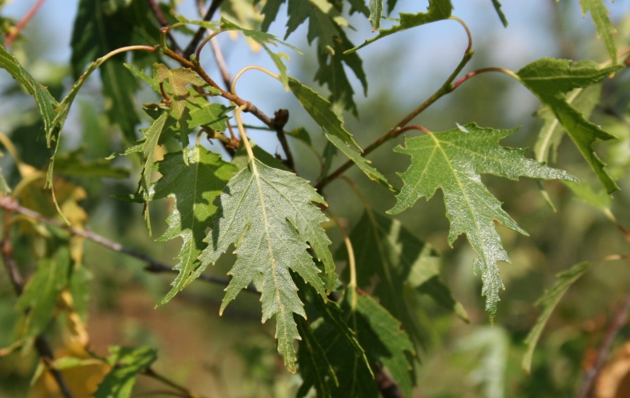 Берёза ольховидная