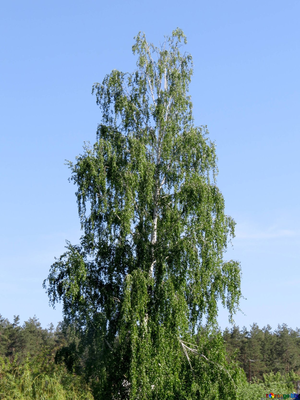 Ольха черная Лациниата