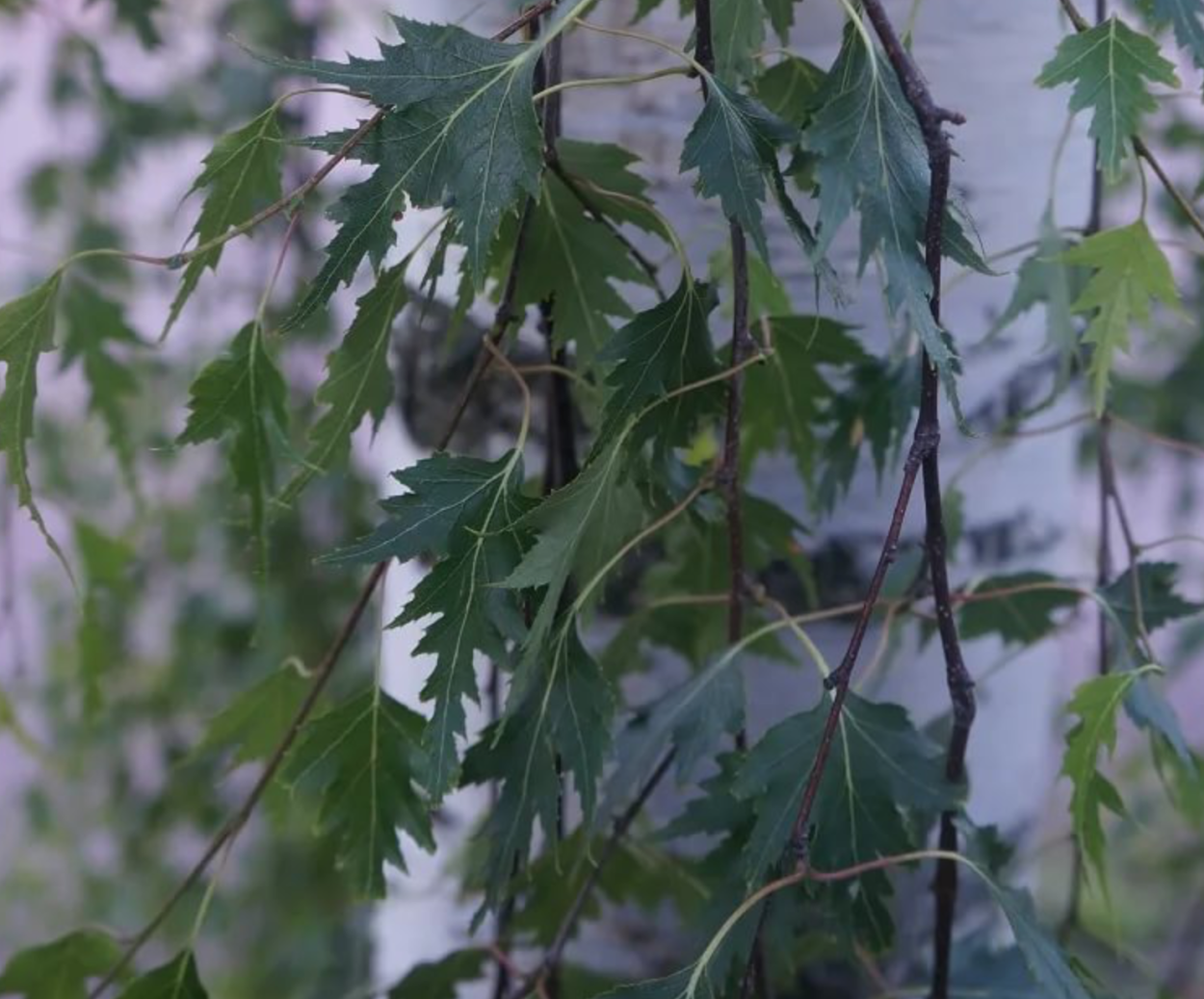 Ольха черная Империалис