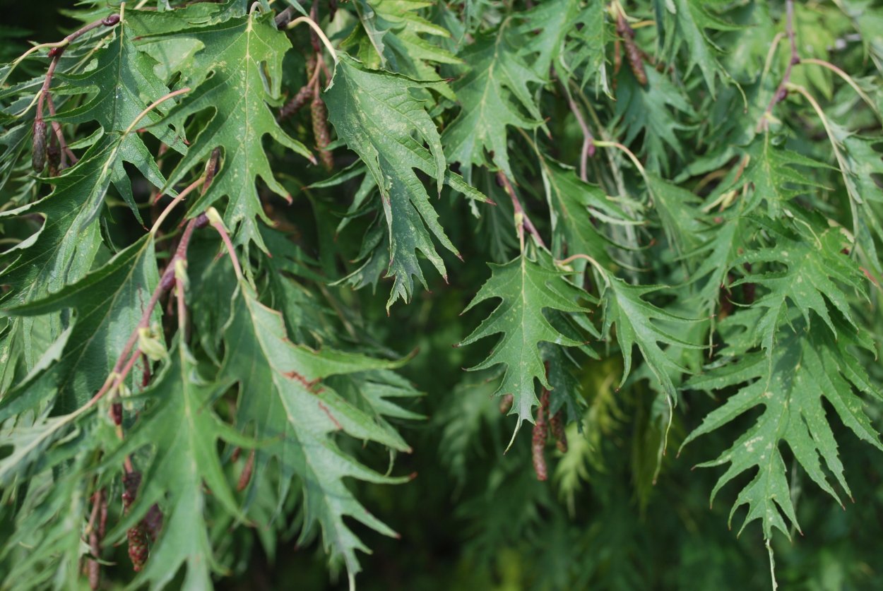 Береза плакучая Лациниата