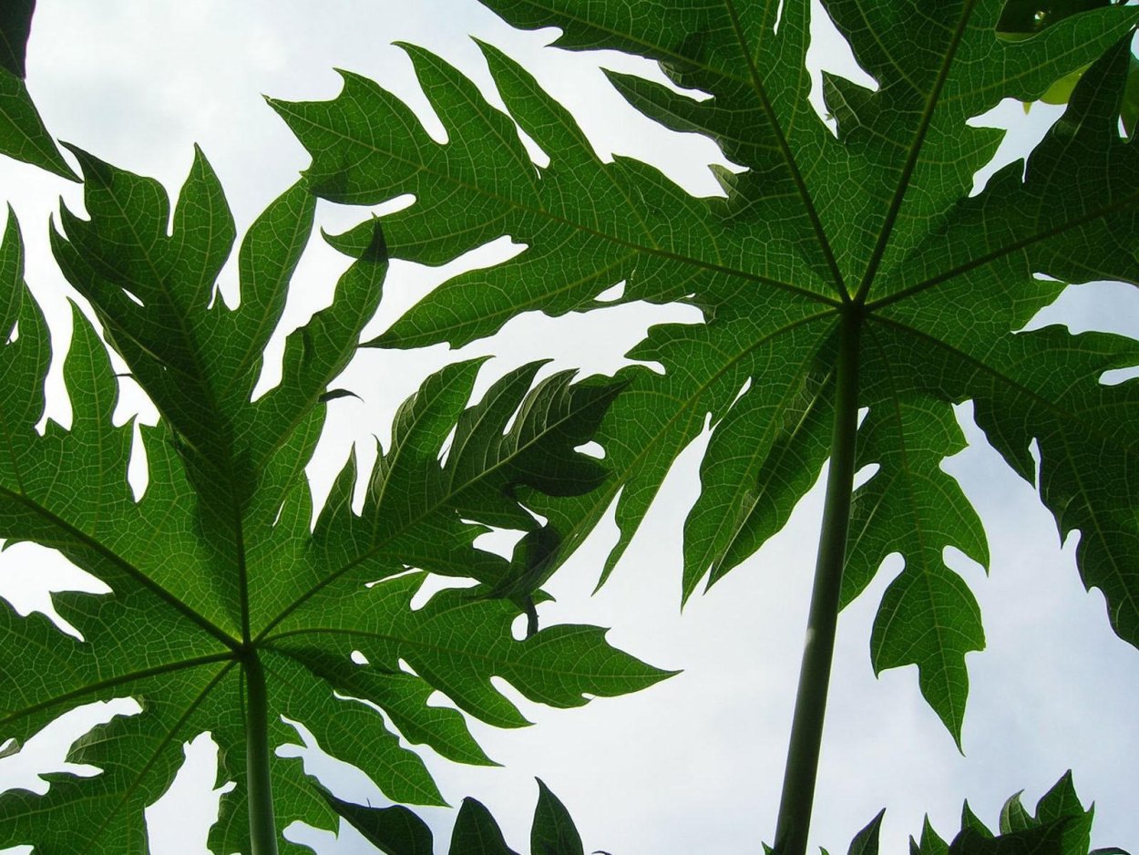 Клен каштан