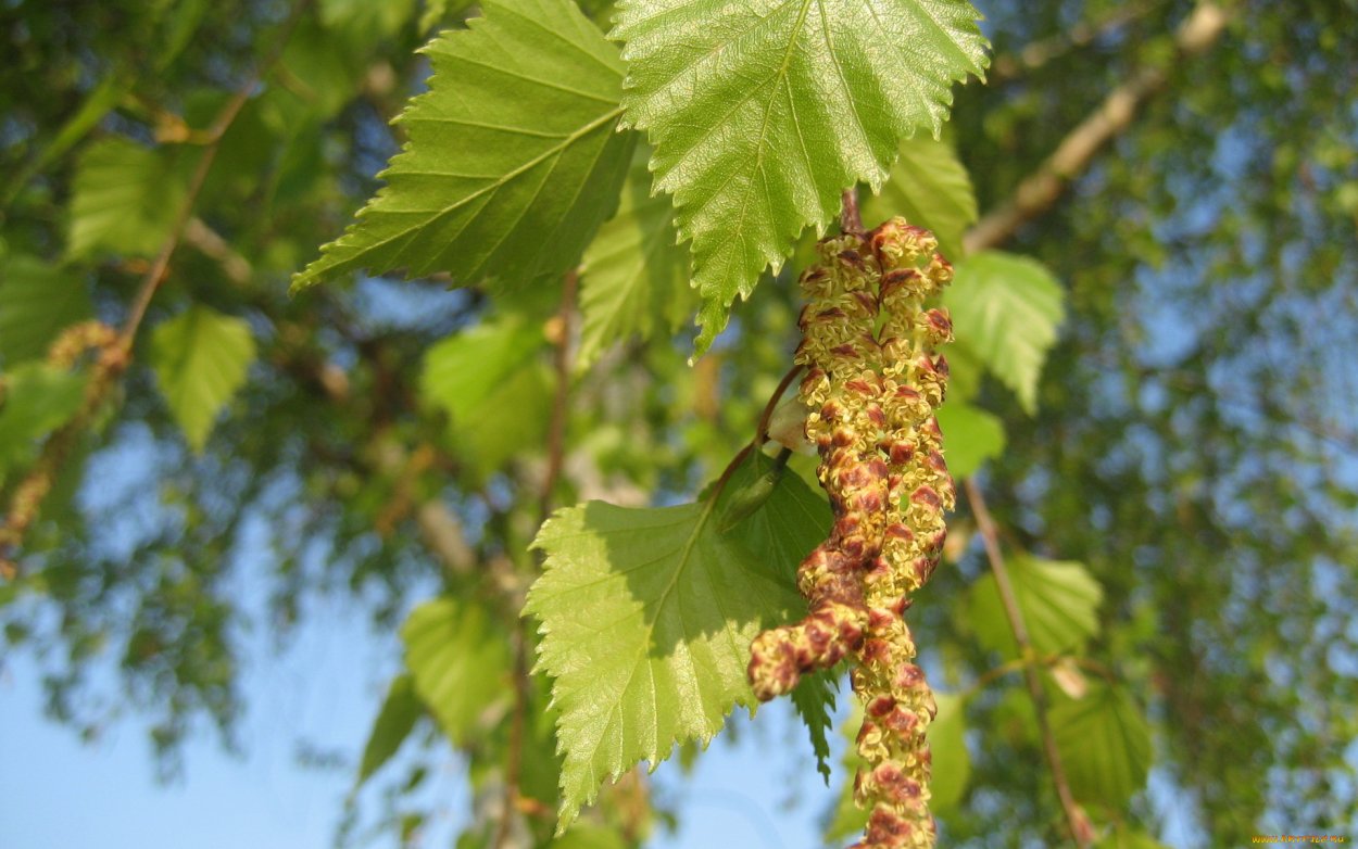 Acer saccharinum