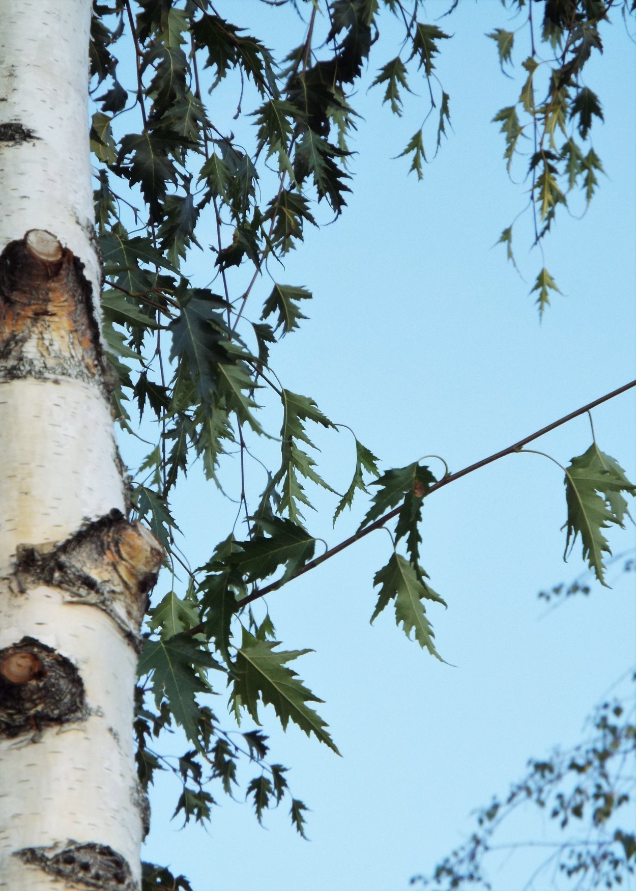 Crataegus kyrtostyla