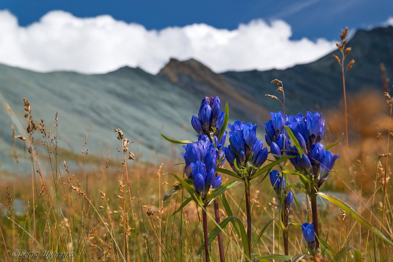 Луговой высокорослые цветы