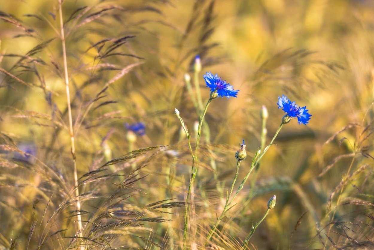 Василек Ясная Поляна
