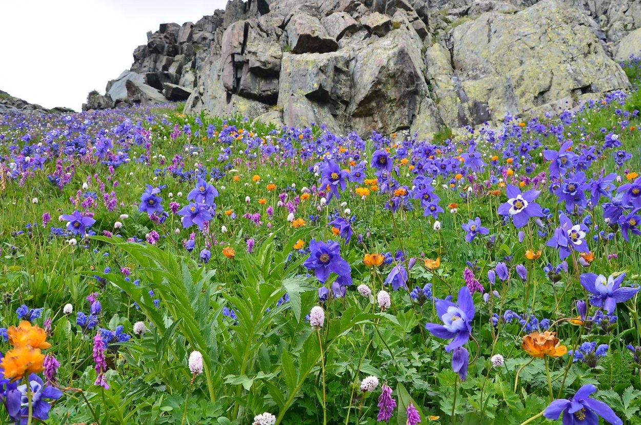 Водосбор цветы Альпийские Луга