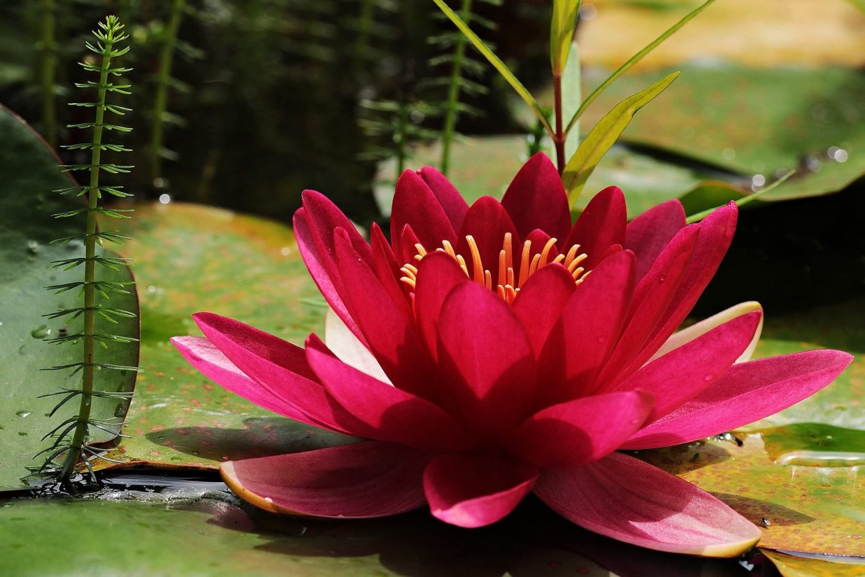 Нимфея красная