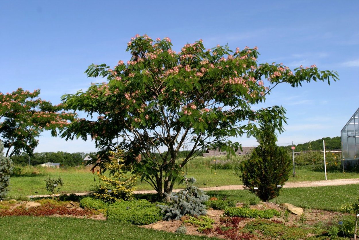 Дерево лотоса фото