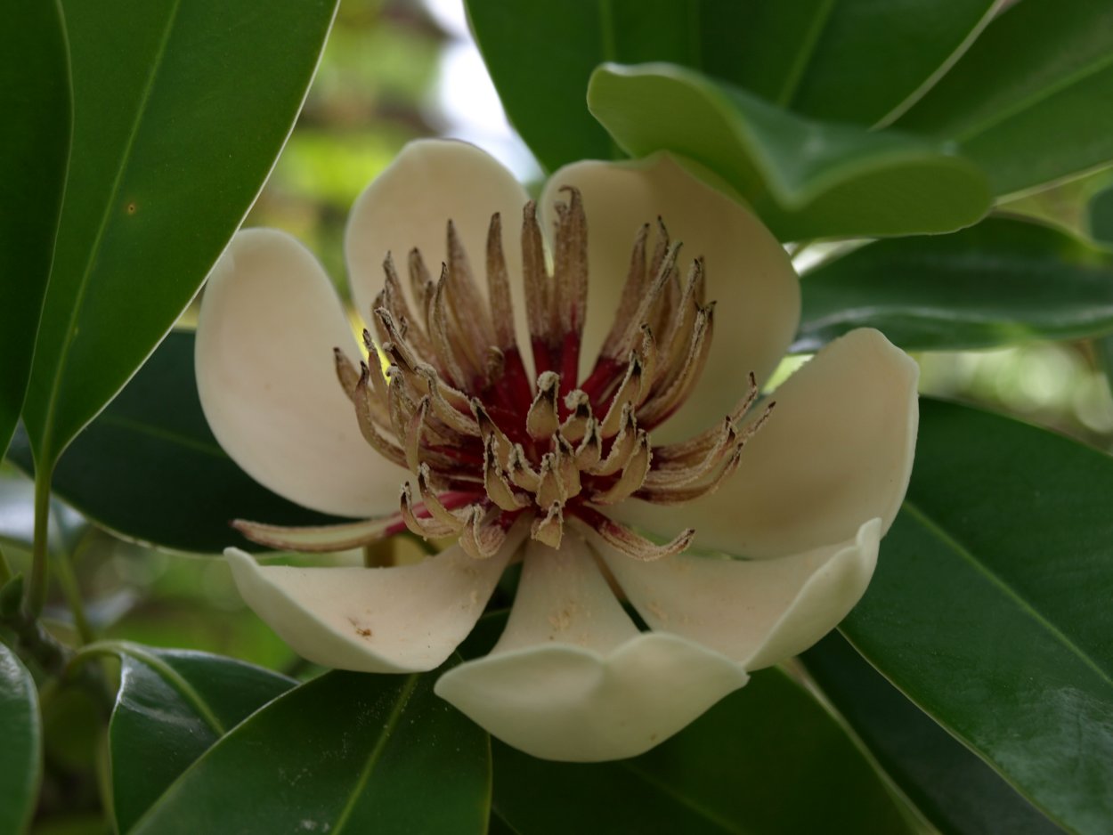 Цветы похожие на Лотос на дереве