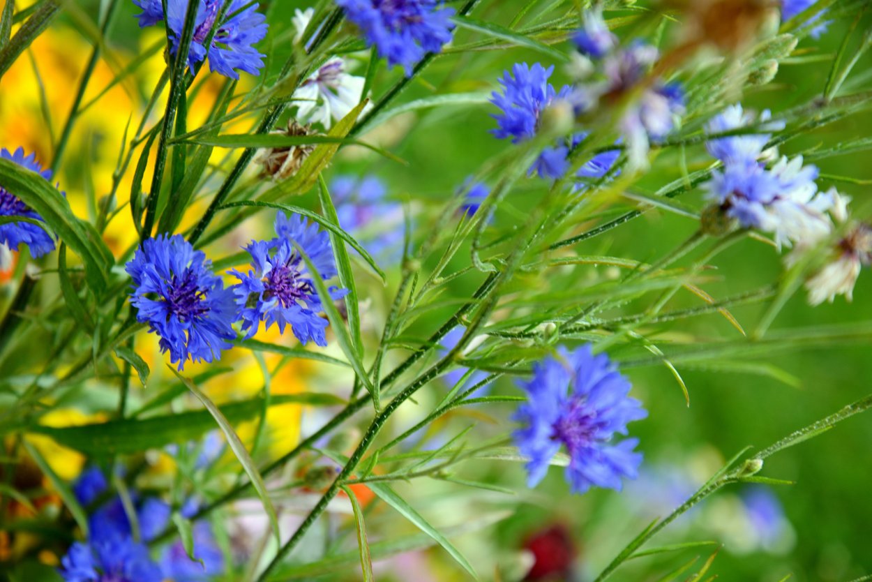 Василек черный