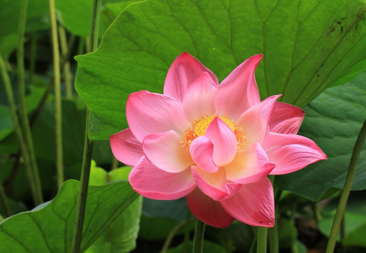 Лотосы Владивосток Океанская