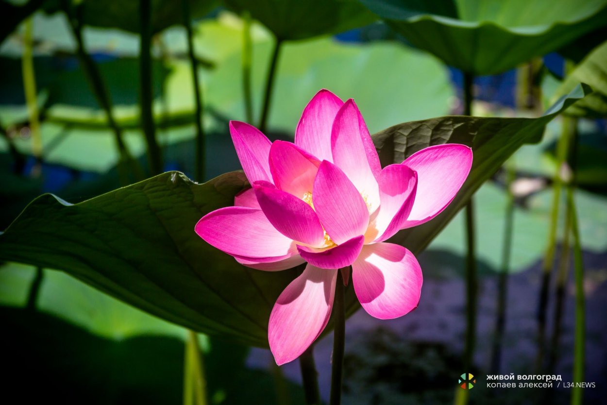 Озеро лотосов Астрахань