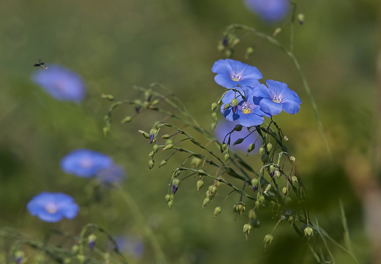 Цветы полевые и луговые