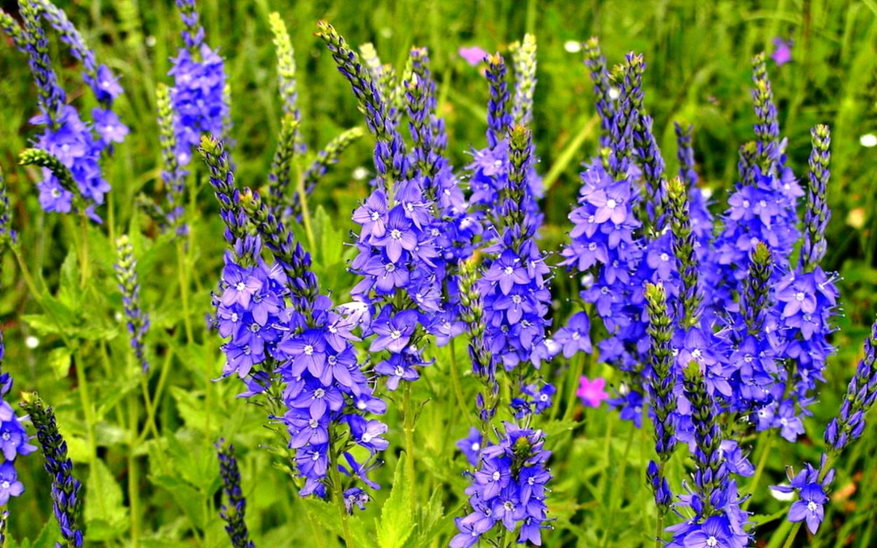 Полевые цветы Василек