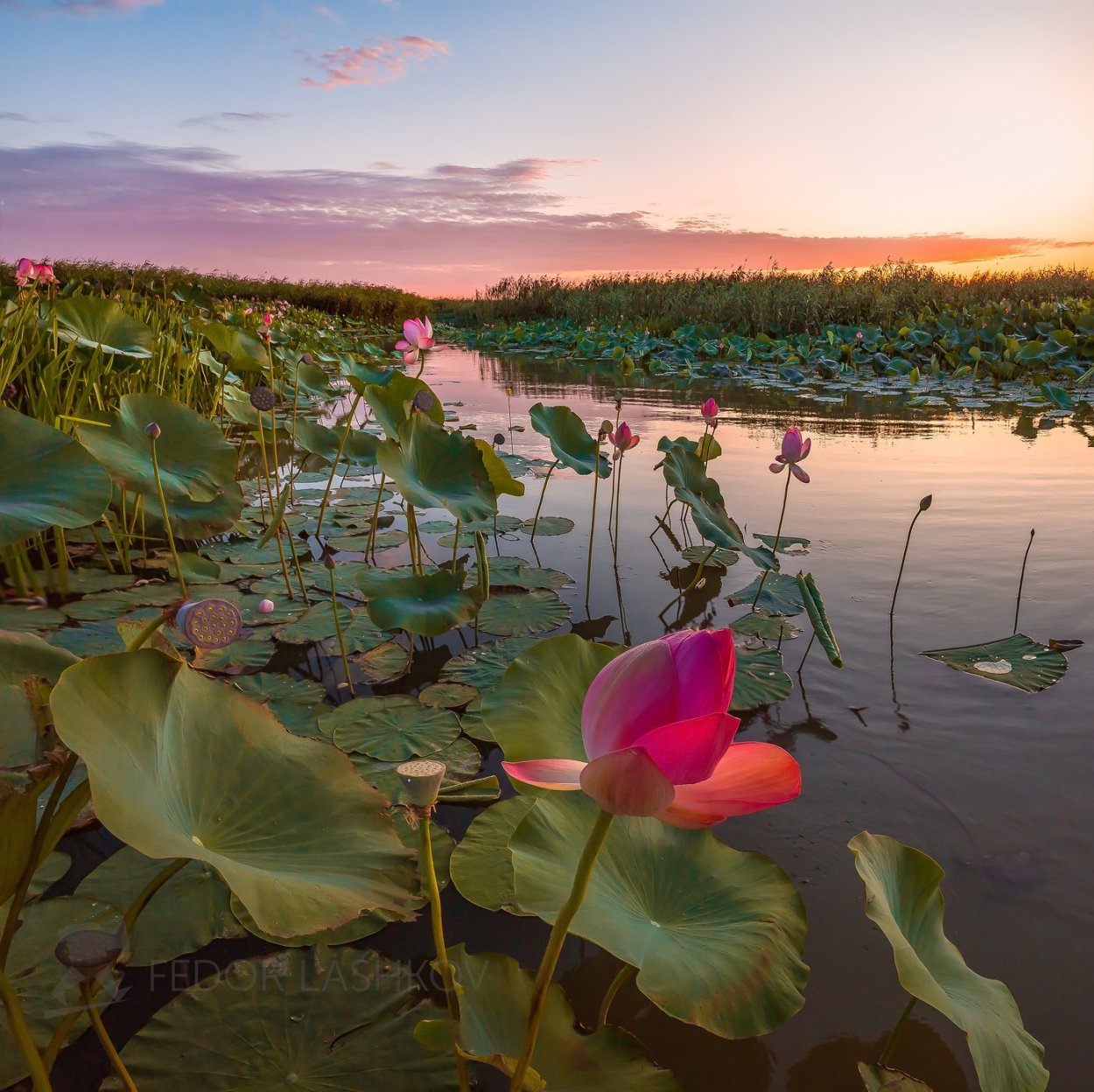 Лотосовые поля в дельте Волги