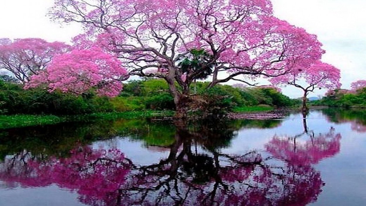 Красивые цветущие деревья