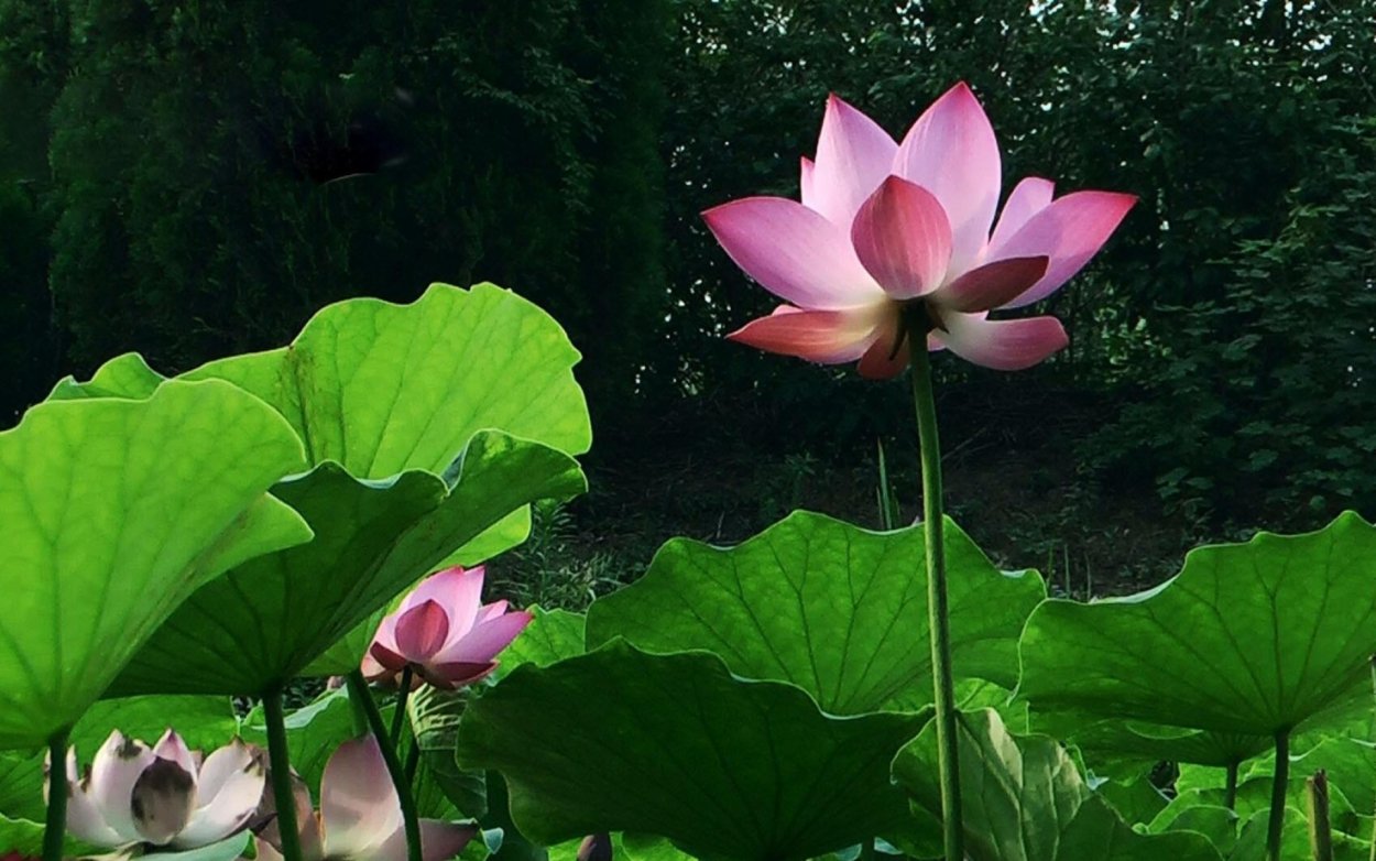 Лотос 1920*1080