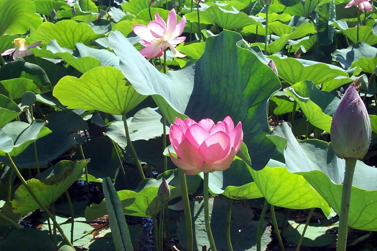 Астраханский Лотос, Чилим