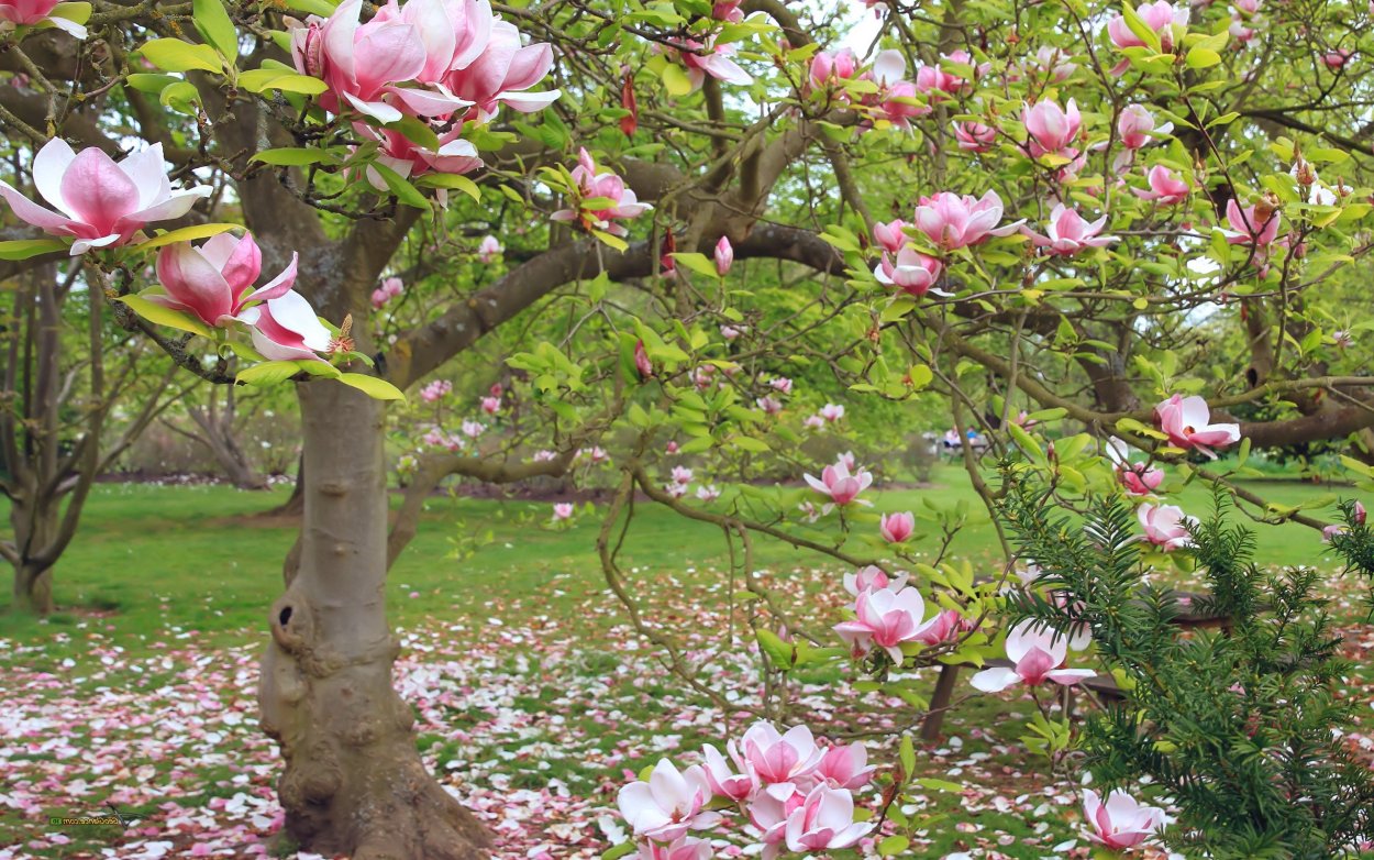 Цветущая Магнолия дерево