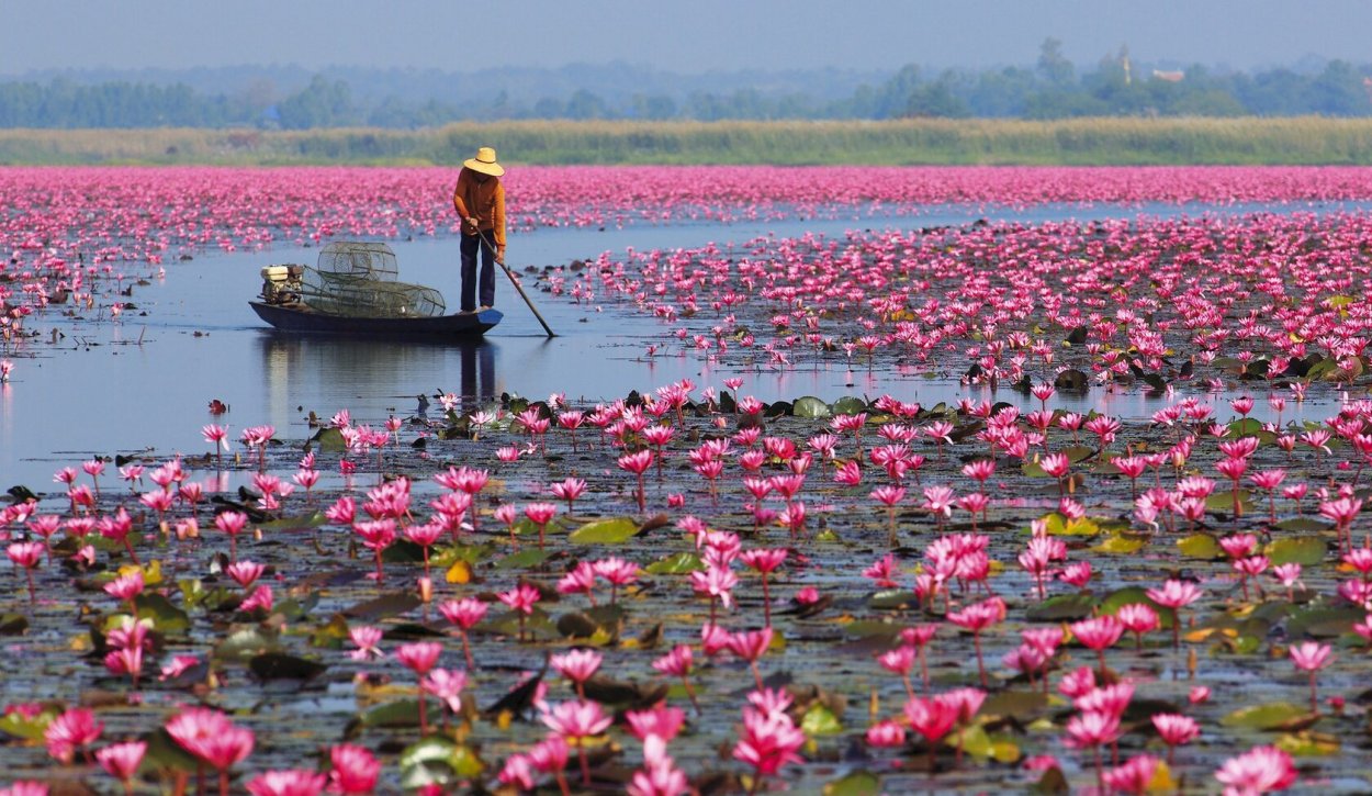 Лотос Китай