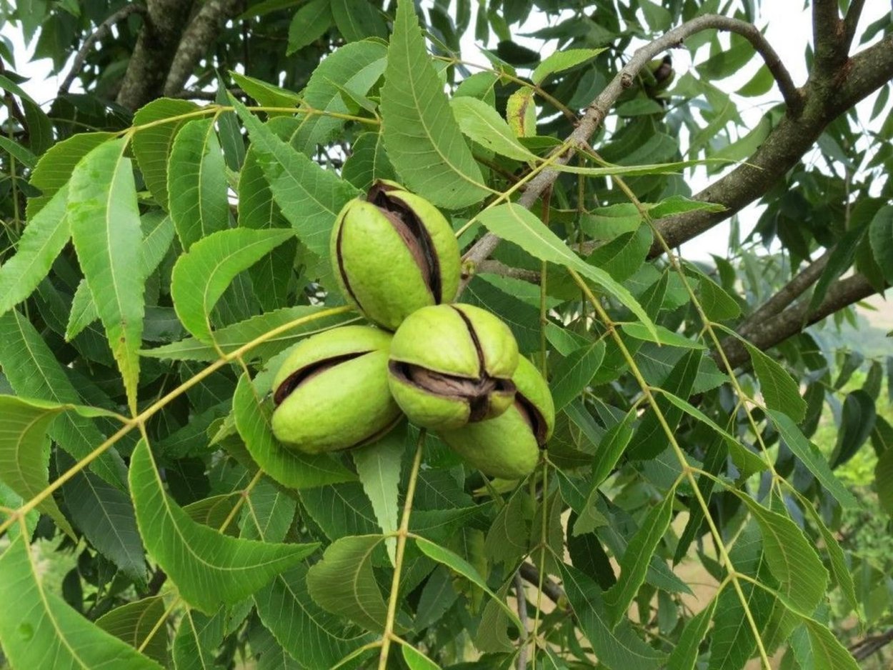 Грецкий орех дуэт