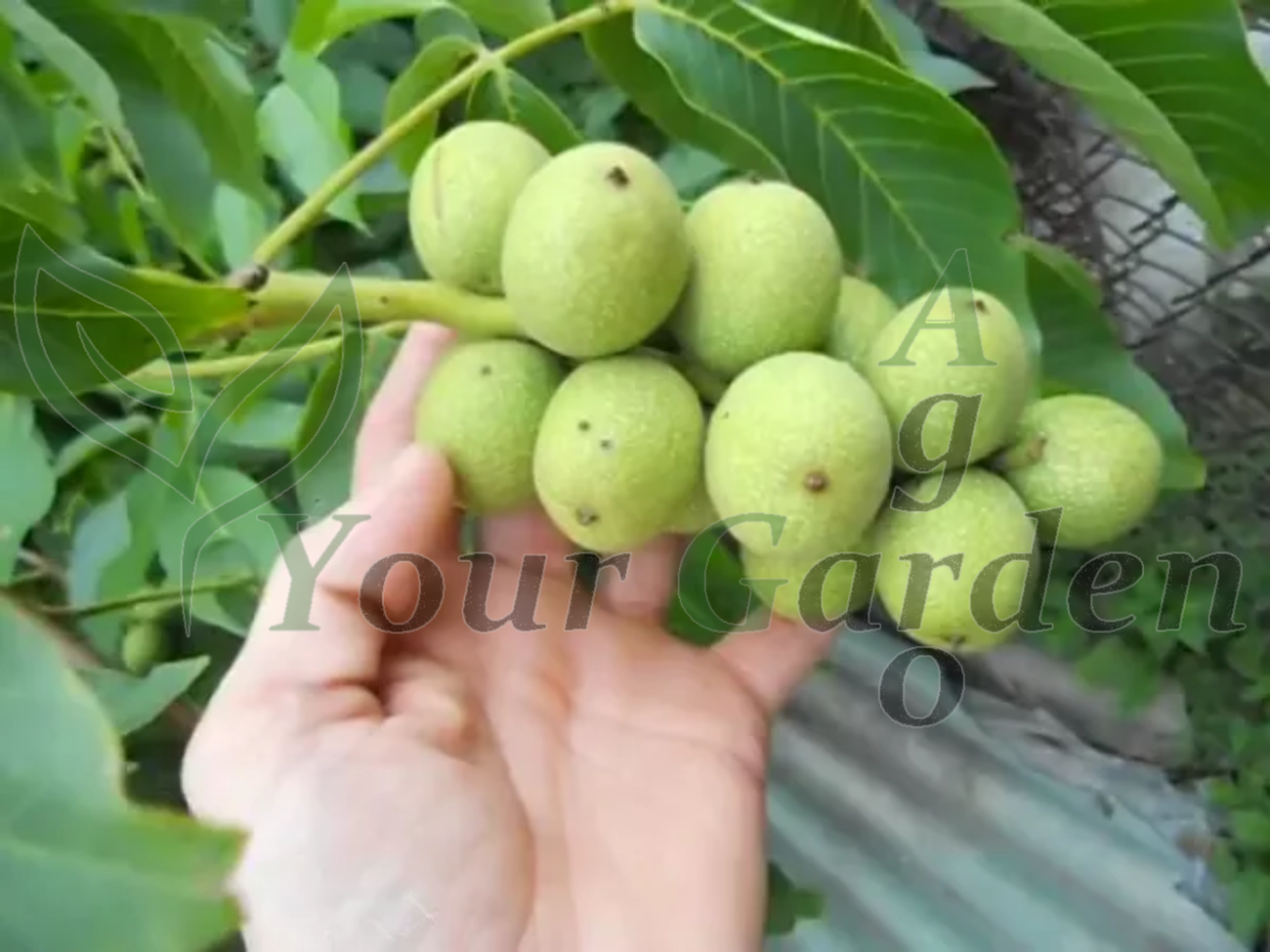 Грецкий орех «Астаховский»