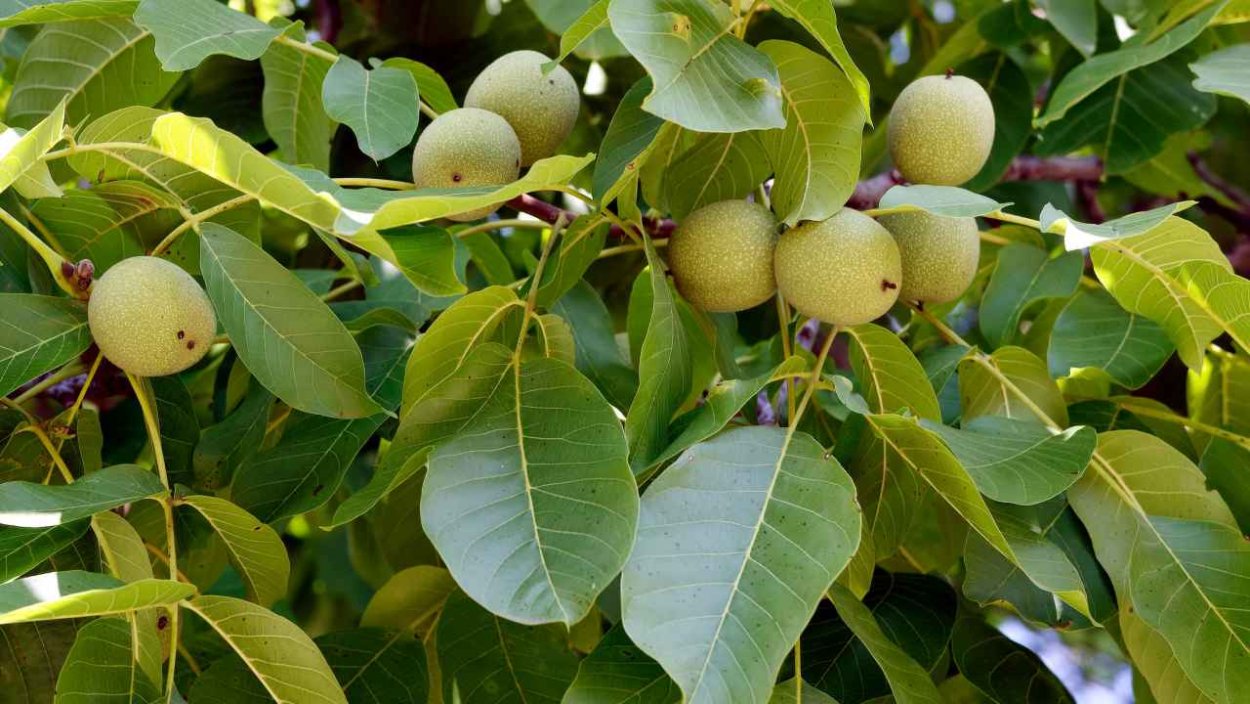 Грецкий орех Юбилейный