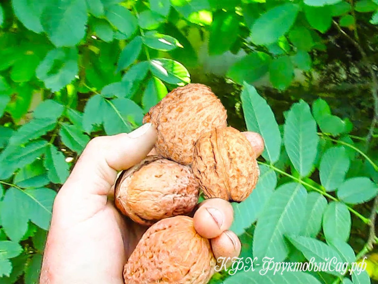 Орех грецкий (Juglans Regia)