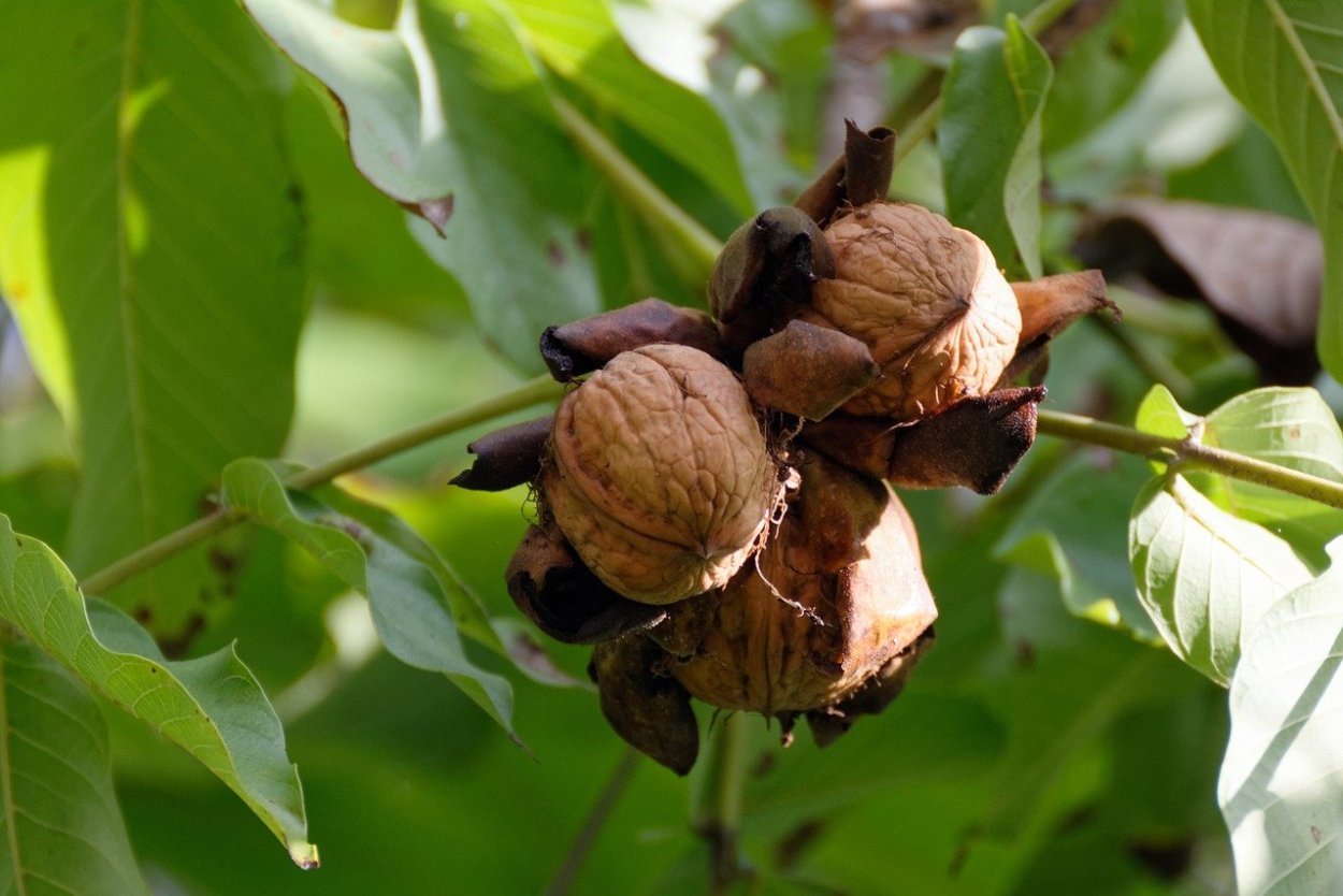 Орех грецкий Juglans Regia листья
