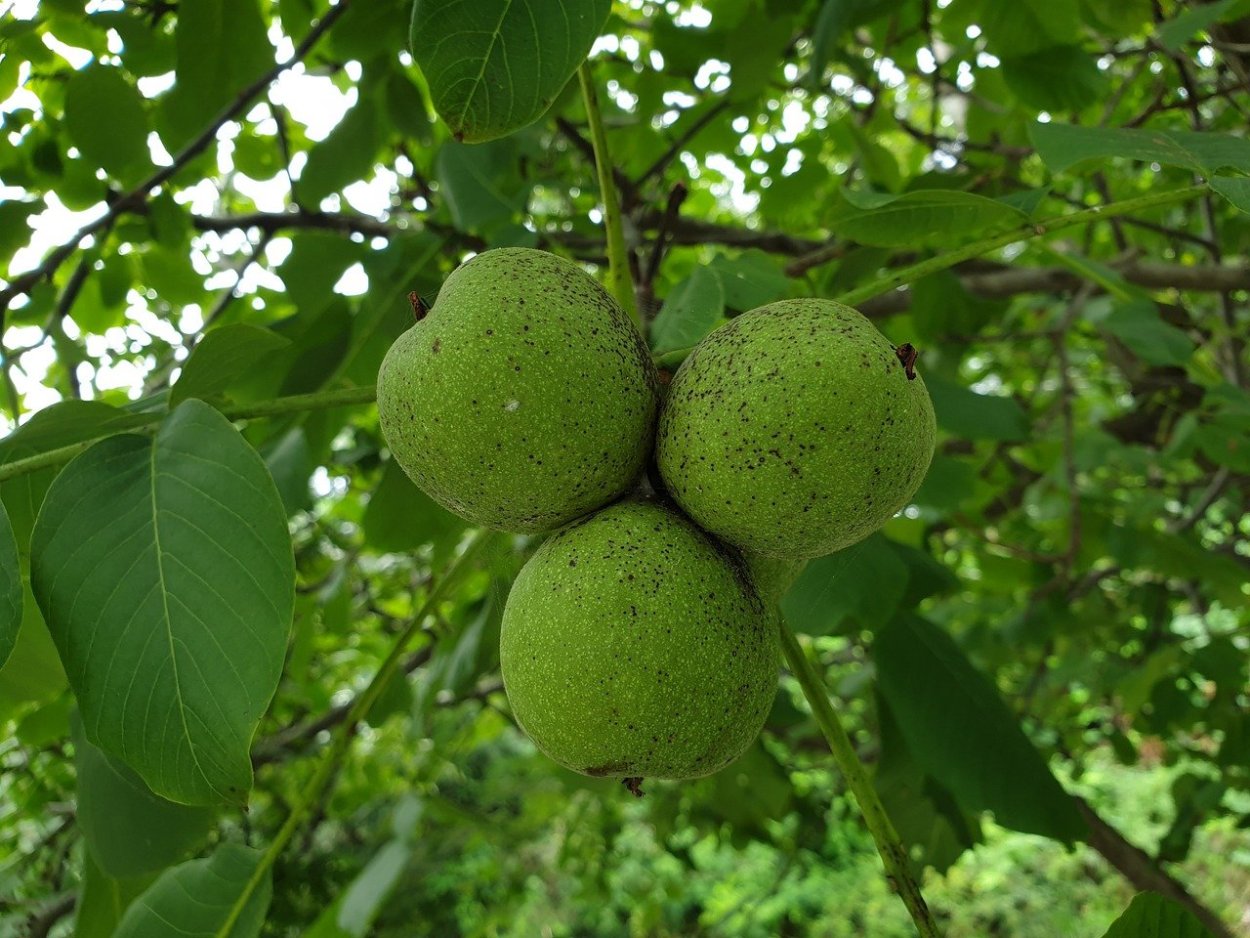 Walnut Tree in a Thomery field