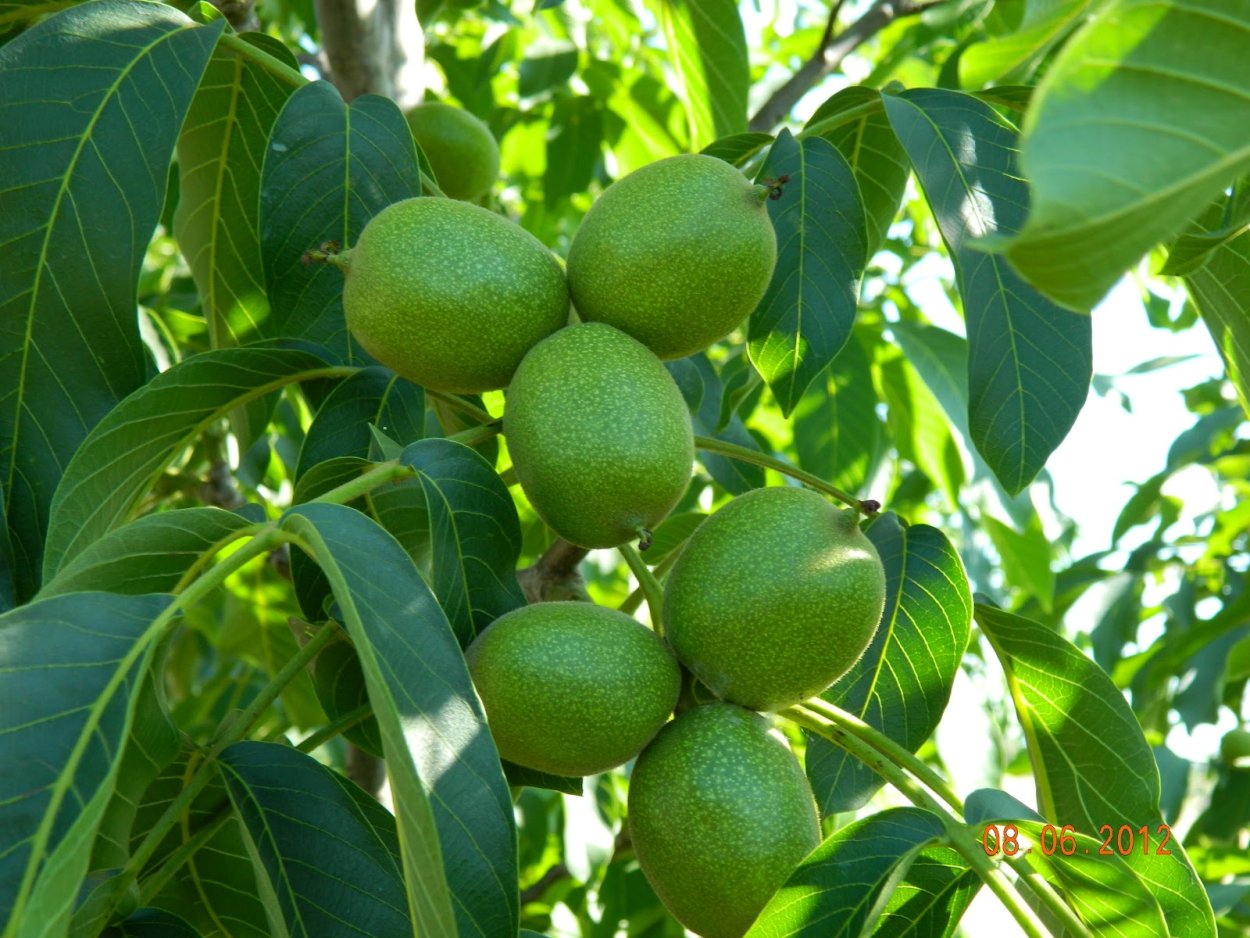 Орех маньчжурский (Juglans mandshurica)