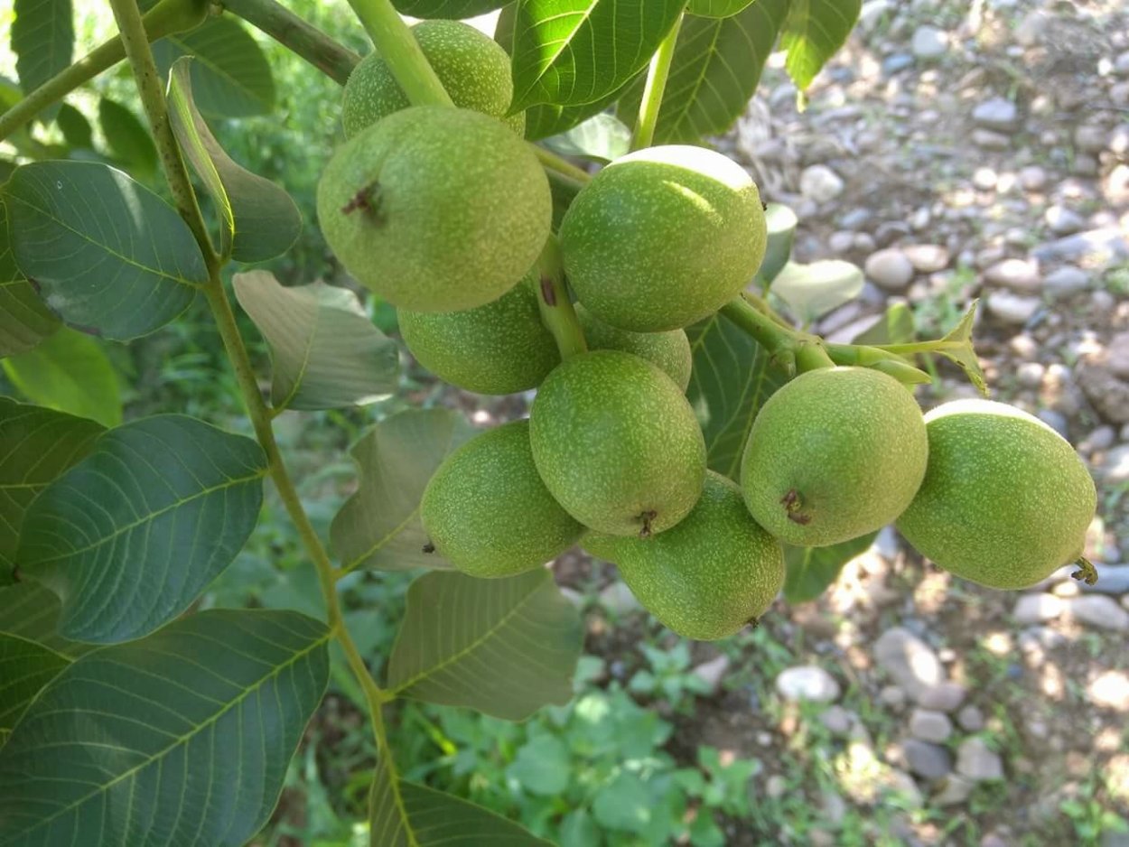 Орех грецкий скороплодный идеал