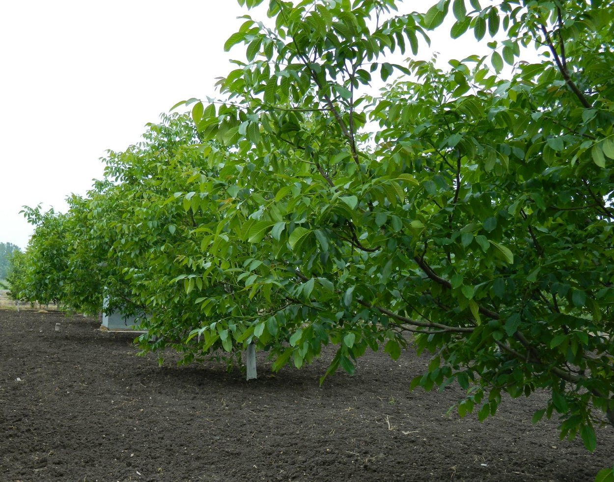Грецкий орех Левина самоплодный