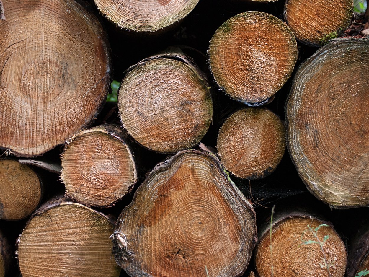 Даурский грецкий орех