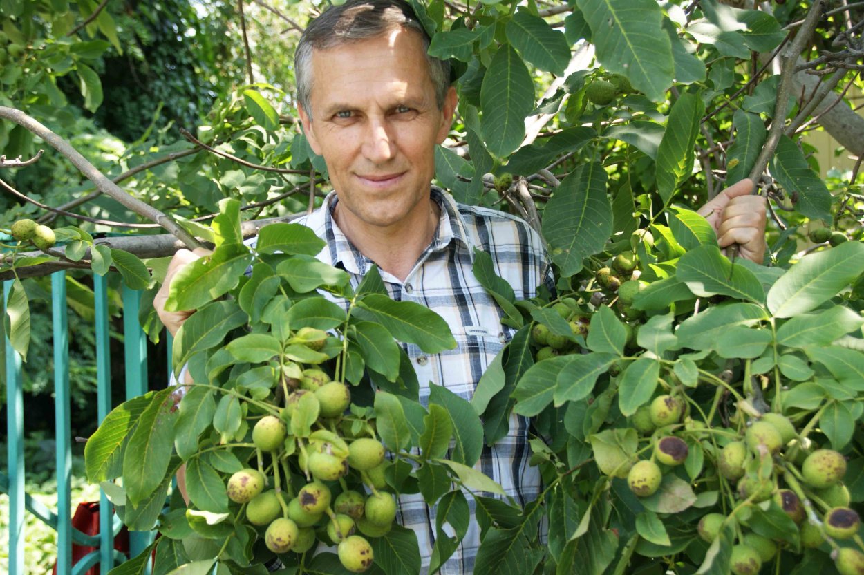 Турецкий орех дерево