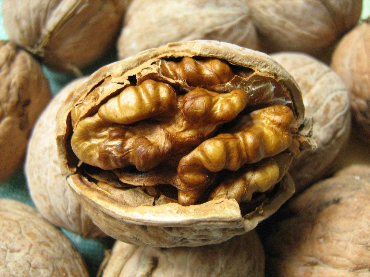 Грецкий орех «Астаховский»