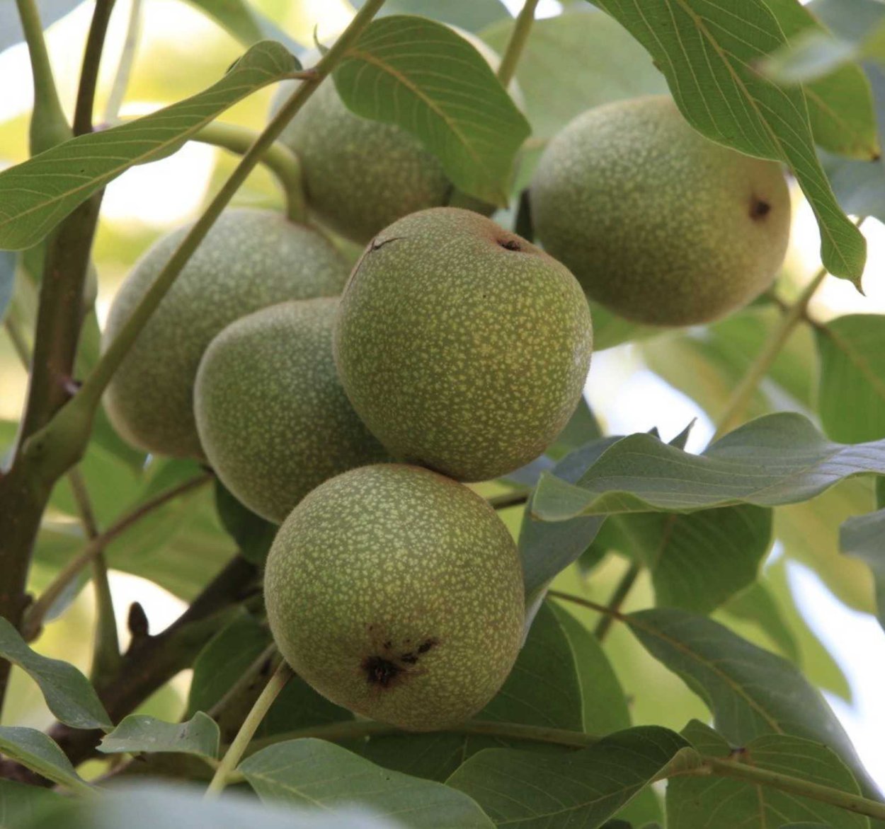 Грецкий орех дерево