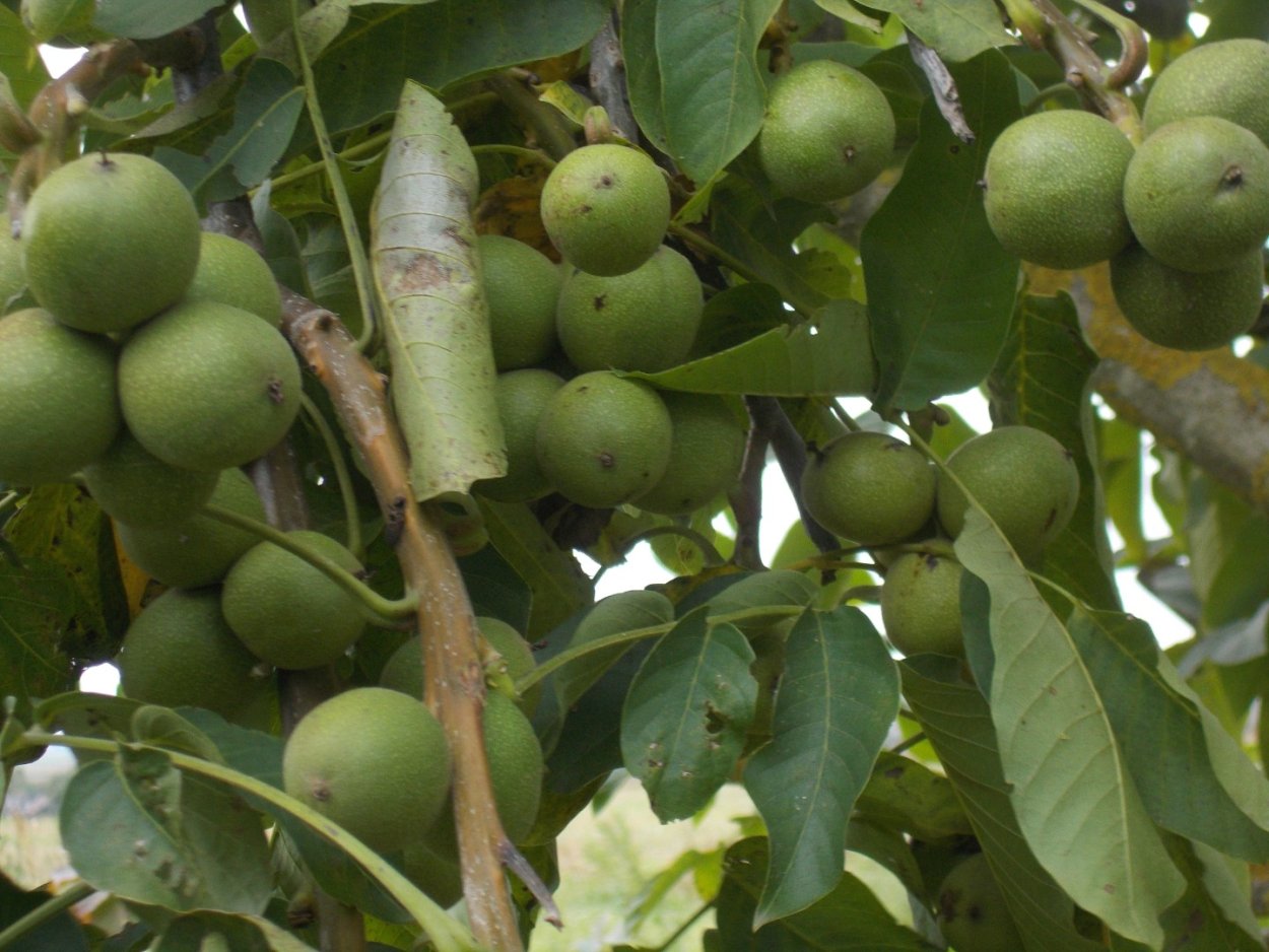 Орех черный, Juglans nigra