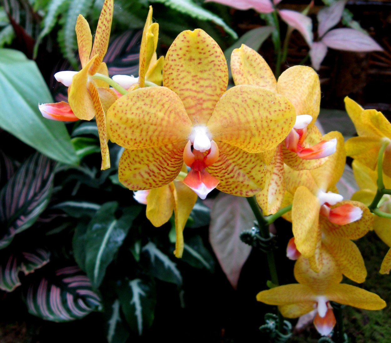 Фаленопсис бронзовый Будда