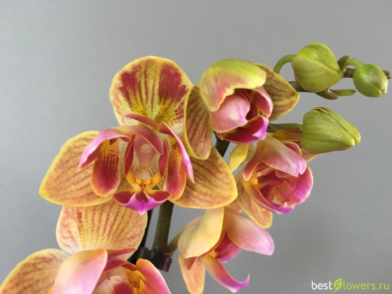 Фаленопсис Блэк фейс