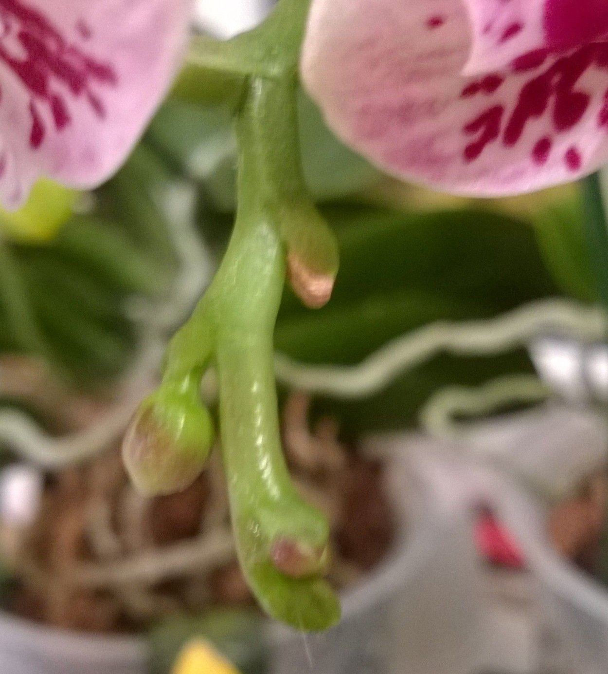 Фаленопсис Чарли