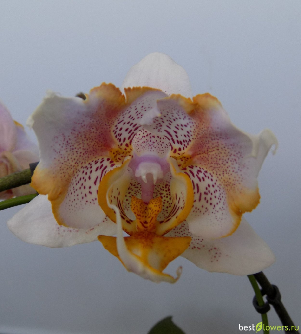 Phalaenopsis Dusty Belle