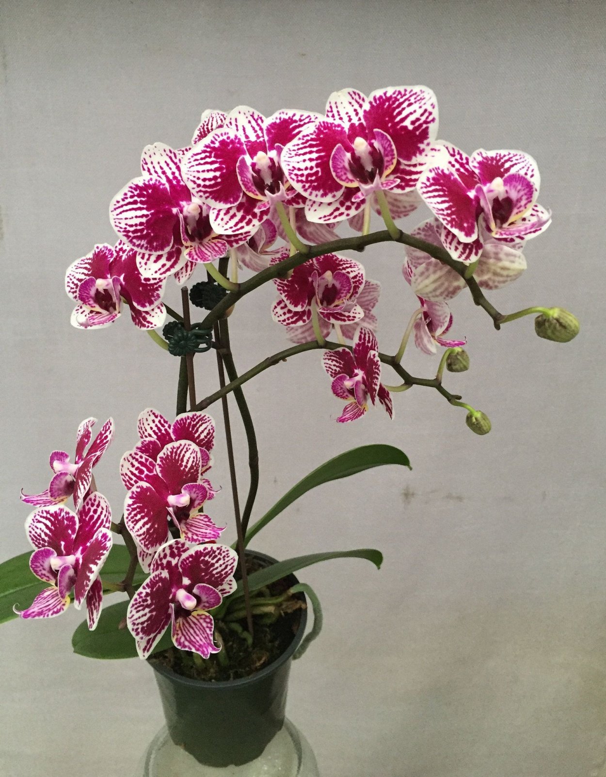 Орхидеи фаленопсис бордовые бургунди