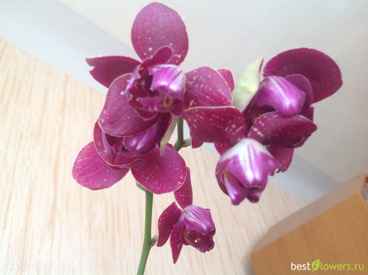 Фаленопсис оранж блоссом