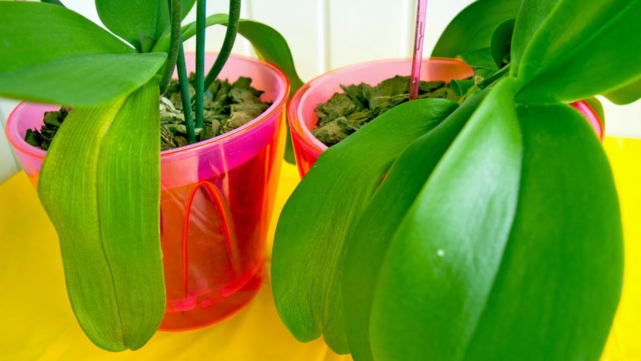 Орхидея сердце