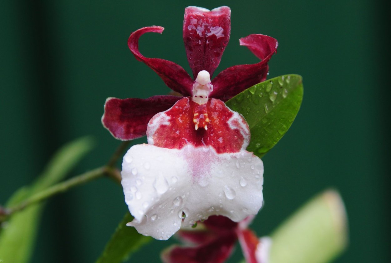 Фаленопсис сорта определитель