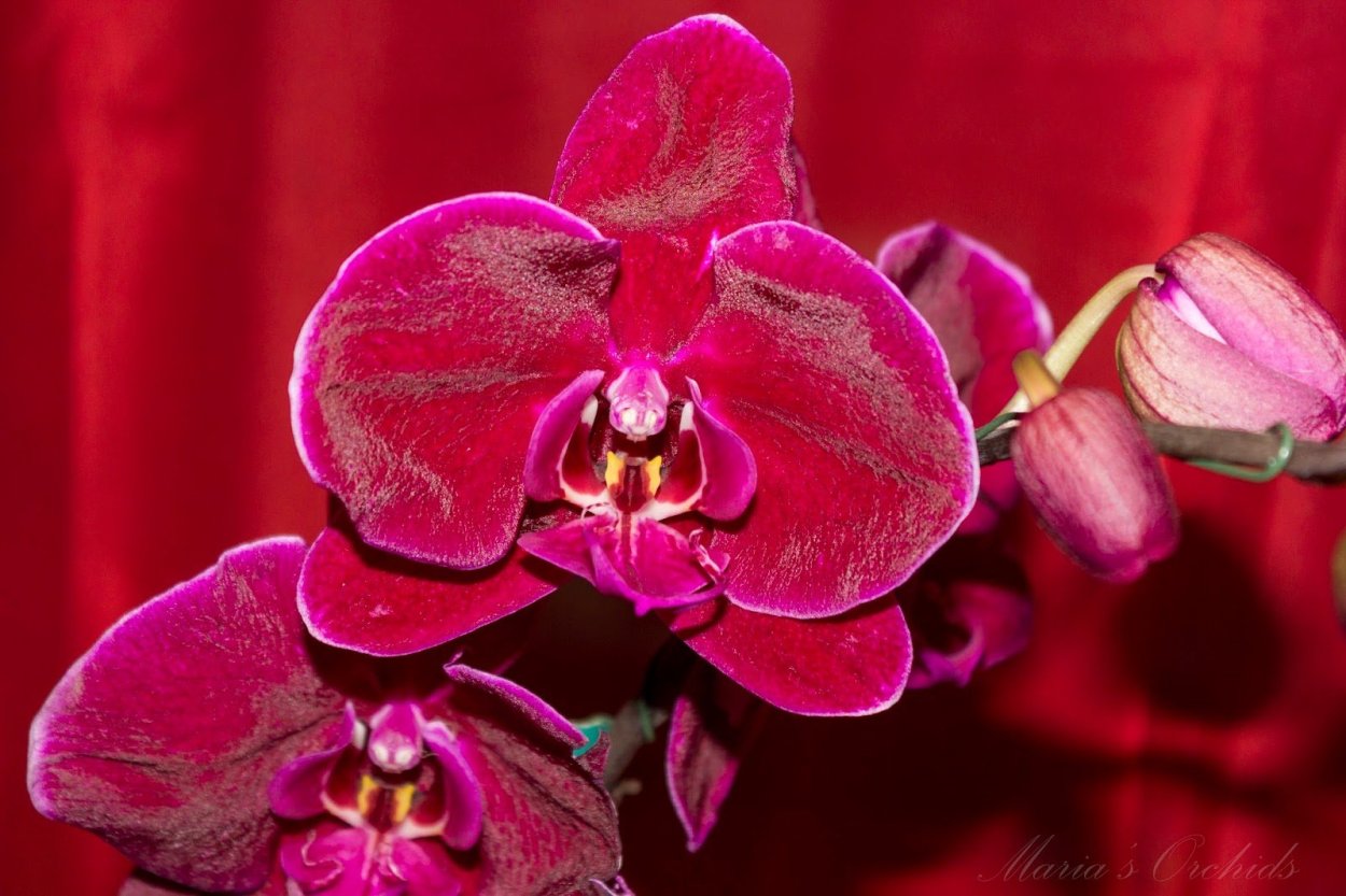 Фаленопсис San Francisco